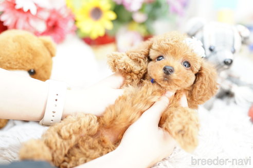 成約済の埼玉県のトイプードル-254133の4枚目