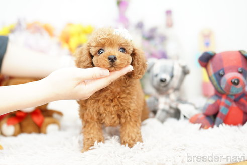 成約済の埼玉県のトイプードル-254133の3枚目