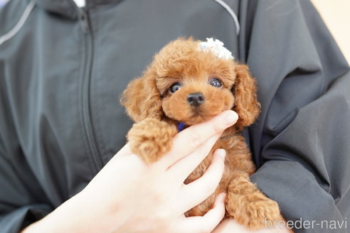 成約済の埼玉県のトイプードル-254133の2枚目