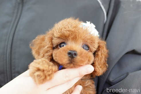 成約済の埼玉県のトイプードル-254133の1枚目