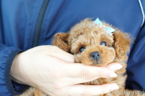 成約済の埼玉県のトイプードル-254138の3枚目