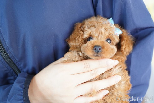 成約済の埼玉県のトイプードル-254138の2枚目