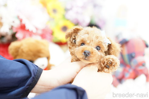 成約済の埼玉県のトイプードル-254138の1枚目