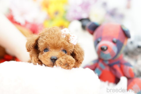 成約済の埼玉県のトイプードル-254141の2枚目