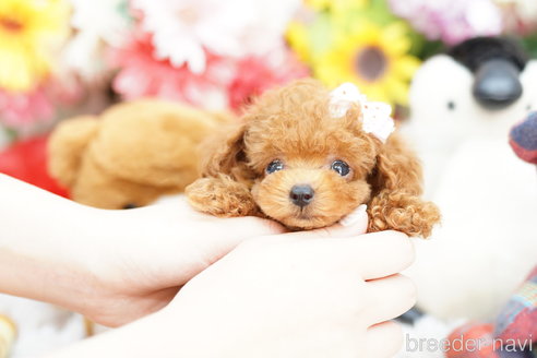 成約済の埼玉県のトイプードル-254141の1枚目