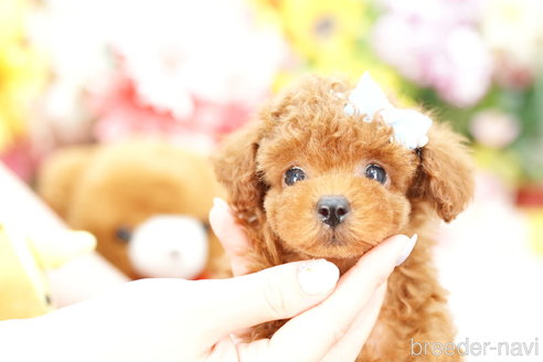 成約済の埼玉県のトイプードル-254143の3枚目