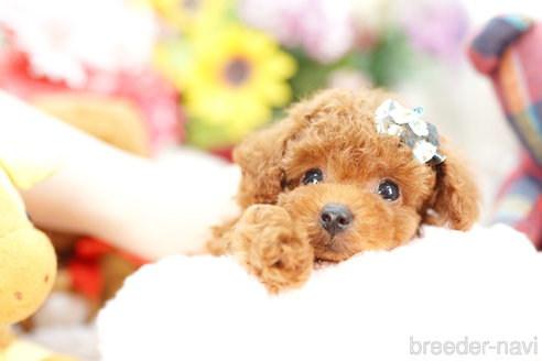 成約済の埼玉県のトイプードル-254143の2枚目