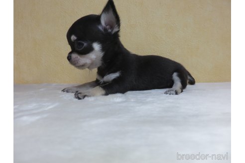 成約済の愛知県のチワワ(スムースコート)-250141の2枚目