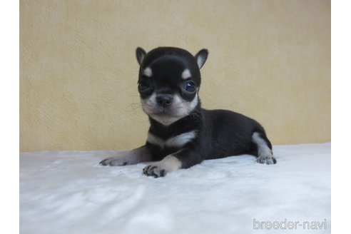 成約済の愛知県のチワワ(スムースコート)-250141の3枚目