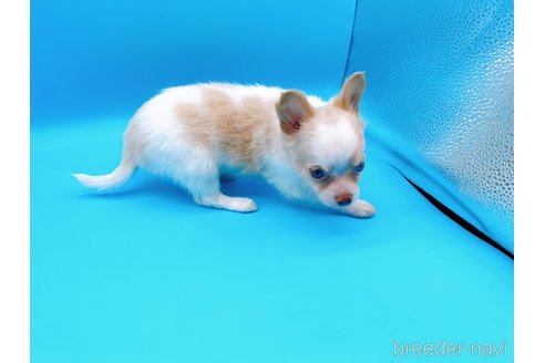 成約済の東京都のチワワ(ロングコート)-254274の8枚目