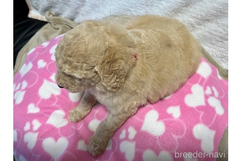 成約済の滋賀県のスタンダードプードル-254937の6枚目
