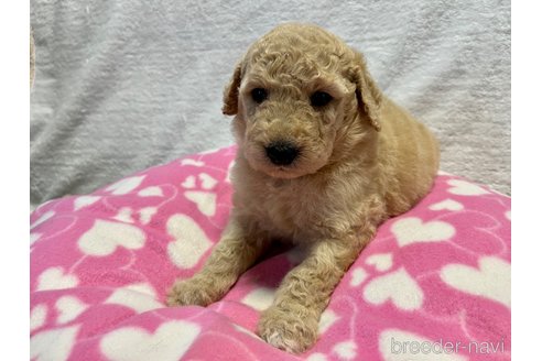 成約済の滋賀県のスタンダードプードル-254937の7枚目