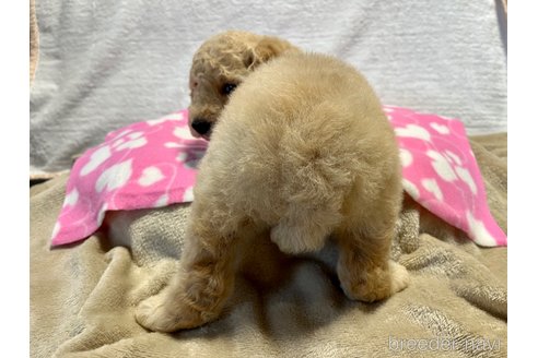 成約済の滋賀県のスタンダードプードル-254937の1枚目