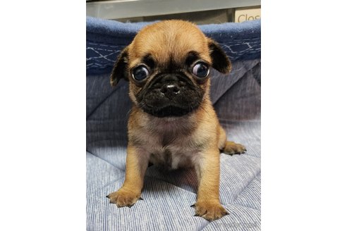 成約済の岡山県のミックス犬-251266の10枚目