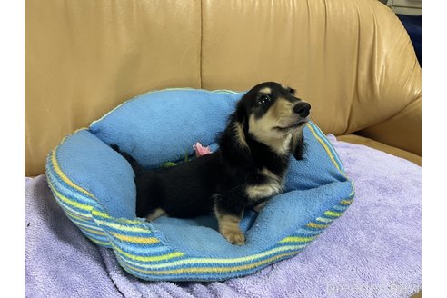 成約済の栃木県のミニチュアダックスフンド(ロングヘアード)-245850の1枚目
