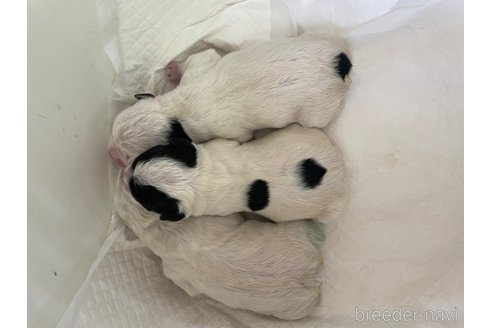 成約済の滋賀県のフレンチブルドッグ-254229の13枚目