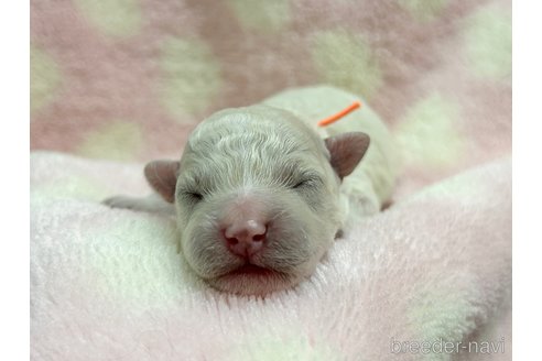 成約済の千葉県のトイプードル-254270の10枚目