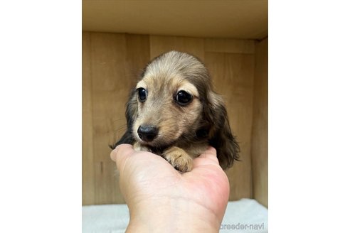 成約済の兵庫県のカニンヘンダックスフンド(ロングヘアード)-254285の1枚目