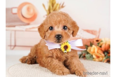 成約済の神奈川県のトイプードル-254284の2枚目