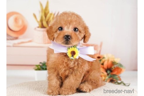 成約済の神奈川県のトイプードル-254284の4枚目