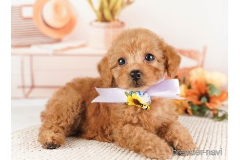 成約済の神奈川県のトイプードル-254284の3枚目