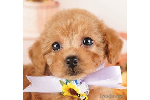 成約済の神奈川県のトイプードル-254284の1枚目