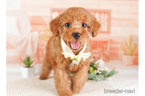 成約済の神奈川県のトイプードル-254289の3枚目