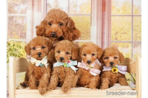 成約済の神奈川県のトイプードル-254289の4枚目