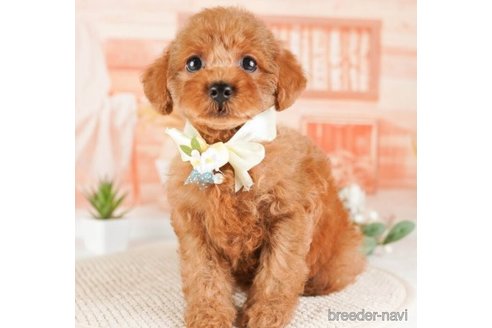 成約済の神奈川県のトイプードル-254289の5枚目