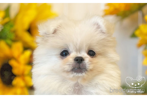 成約済の愛知県のミックス犬-241525の6枚目