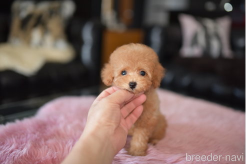 成約済の茨城県のタイニープードル-251325の1枚目