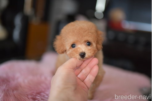 成約済の茨城県のタイニープードル-251325の6枚目