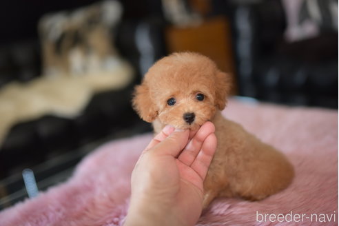 成約済の茨城県のタイニープードル-251325の5枚目