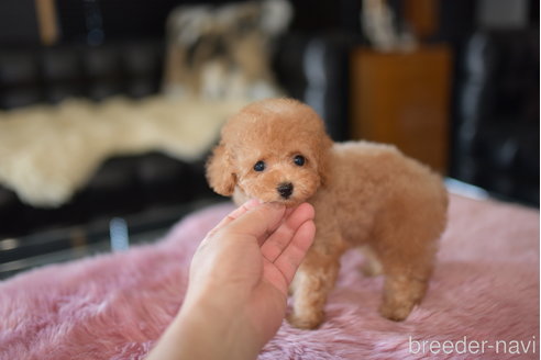 成約済の茨城県のタイニープードル-251325の4枚目