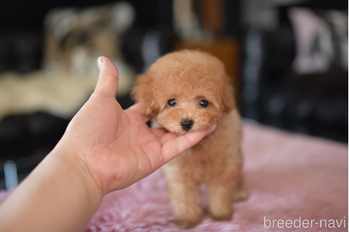 成約済の茨城県のタイニープードル-251325の3枚目
