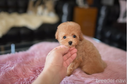 成約済の茨城県のタイニープードル-251325の2枚目