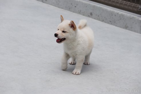 成約済の愛媛県の柴犬-254333の5枚目