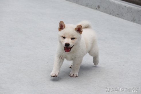 成約済の愛媛県の柴犬-254333