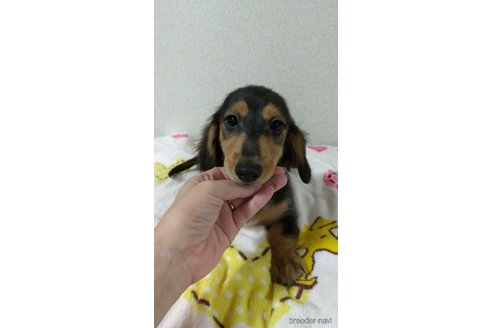 成約済の福岡県のミニチュアダックスフンド(ロングヘアード)-233908の4枚目