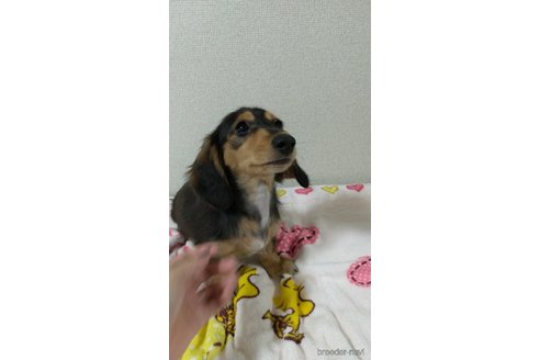 成約済の福岡県のミニチュアダックスフンド(ロングヘアード)-233908の3枚目