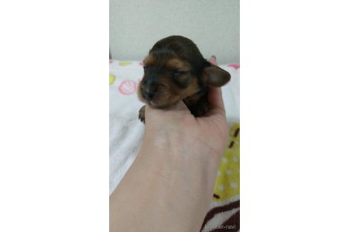 成約済の福岡県のカニンヘンダックスフンド(ロングヘアード)-254338の8枚目