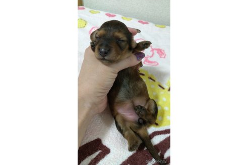 成約済の福岡県のカニンヘンダックスフンド(ロングヘアード)-254338の7枚目