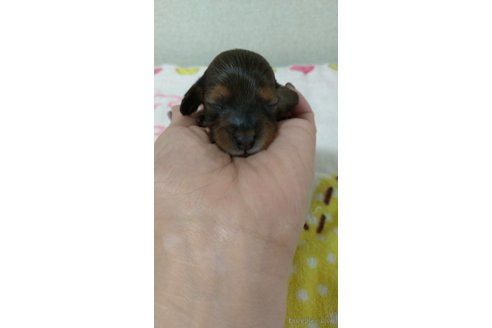 成約済の福岡県のカニンヘンダックスフンド(ロングヘアード)-254339の10枚目