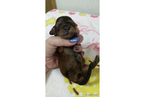 成約済の福岡県のカニンヘンダックスフンド(ロングヘアード)-254339の9枚目