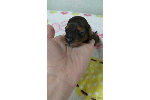 成約済の福岡県のカニンヘンダックスフンド(ロングヘアード)-254341の12枚目