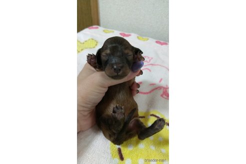 成約済の福岡県のカニンヘンダックスフンド(ロングヘアード)-254341の11枚目