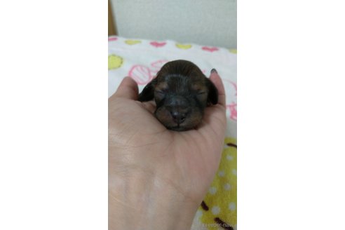 成約済の福岡県のカニンヘンダックスフンド(ロングヘアード)-254341の10枚目
