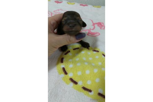 成約済の福岡県のカニンヘンダックスフンド(ロングヘアード)-254342の10枚目