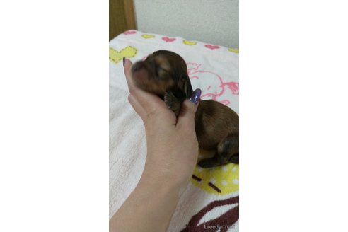 成約済の福岡県のカニンヘンダックスフンド(ロングヘアード)-254342の8枚目