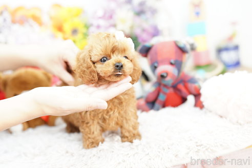 成約済の埼玉県のコッカプー:アメリカンコッカースパニエル×トイプードル-254358の4枚目